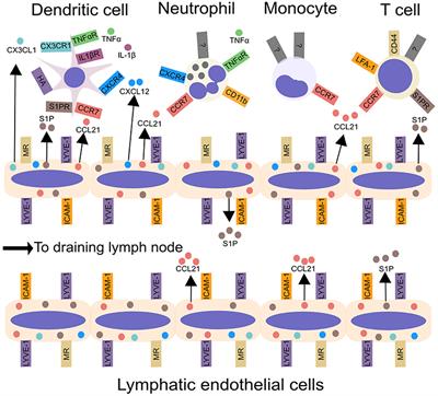 Lymphatic Migration of Immune Cells